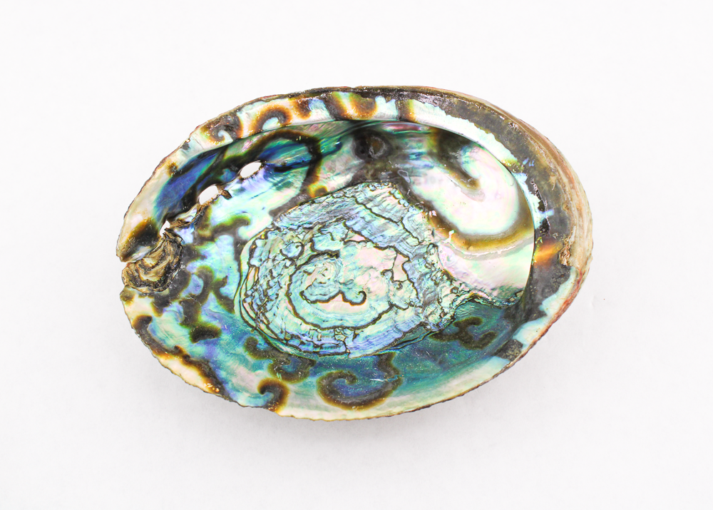 Abalone Shell